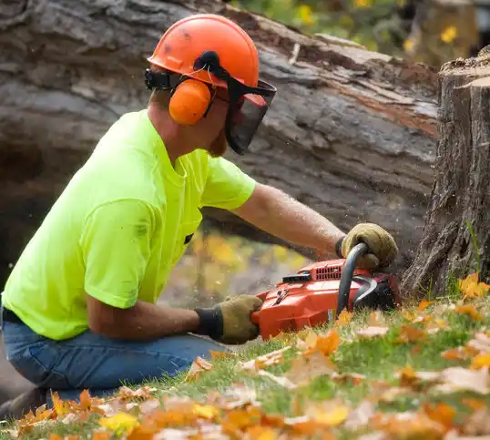 tree services Gothenburg